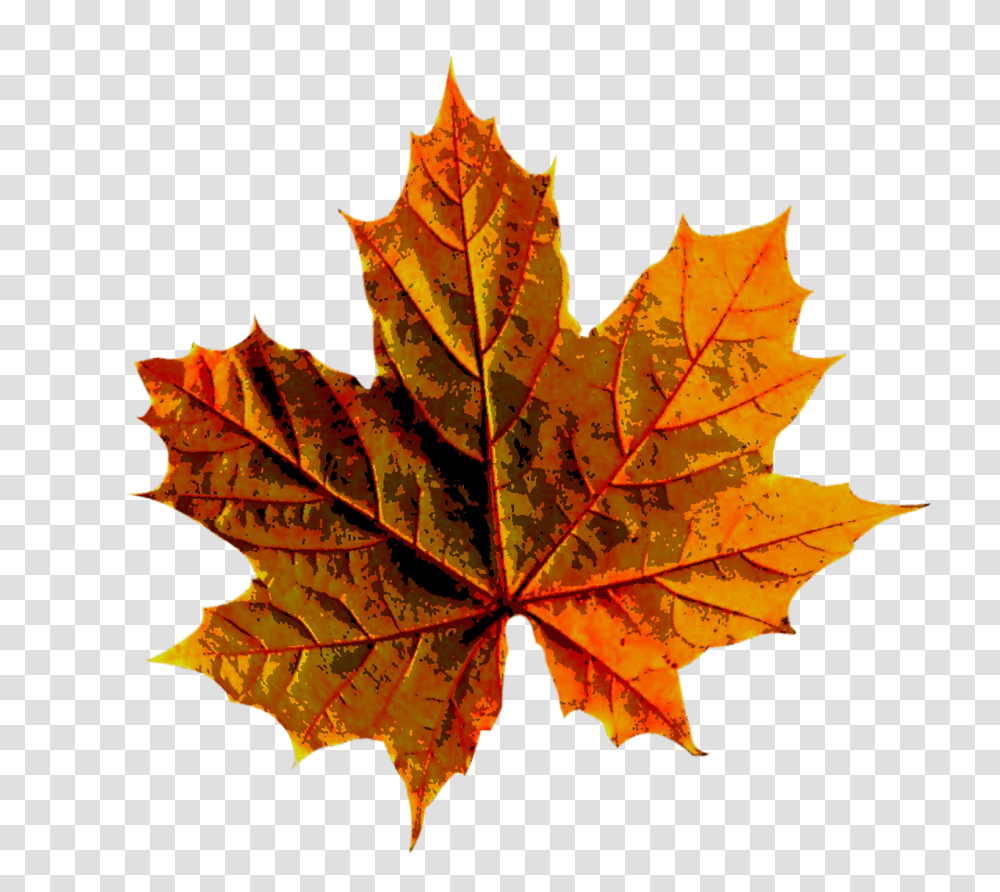 Download Hd Forest Autumn Leaves Autumn Leave, Leaf, Plant, Tree, Maple Transparent Png