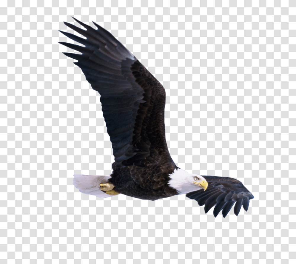 Download Hd Free Bald Eagle Flying Picsart Flying Birds, Animal Transparent Png