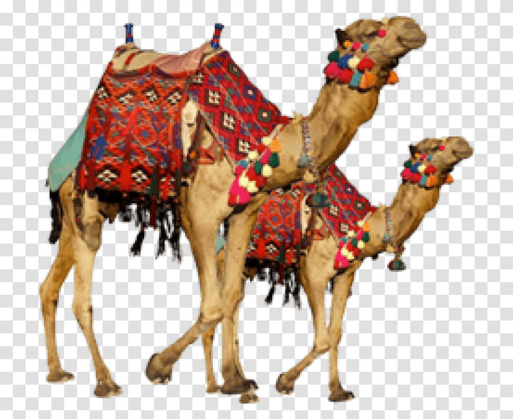 Download Hd Free Camel Images Camel, Mammal, Animal, Horse Transparent Png
