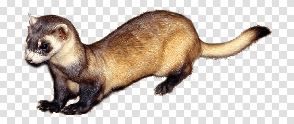 Download Hd Free Ferret Images Weasel, Mammal, Animal, Wildlife, Rat Transparent Png