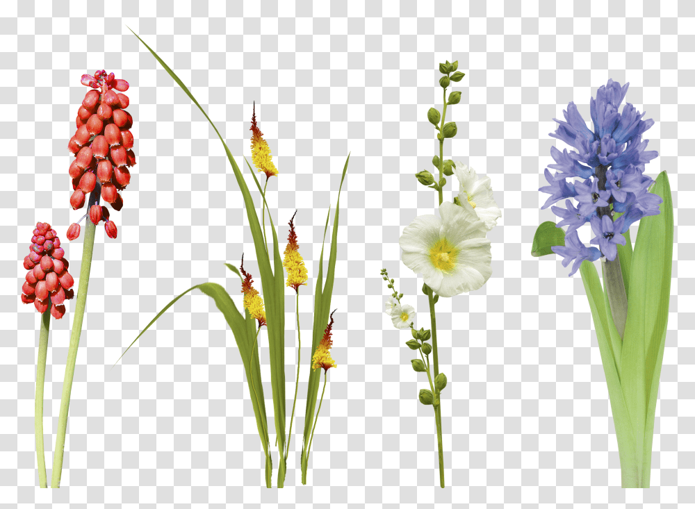 Download Hd Free Flower Leaf Grass Photo Overlays Overlay Flowers In Gras Transparent Png