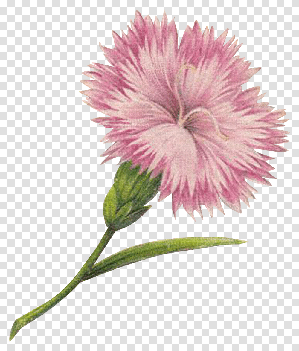 Download Hd Free Graphics Tall Flowers Carnation, Plant, Blossom, Asteraceae, Pollen Transparent Png