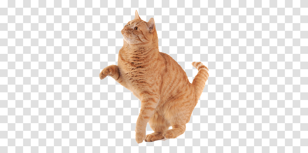 Download Hd Free Icons Orange Cat Background Cat, Manx, Pet, Mammal, Animal Transparent Png