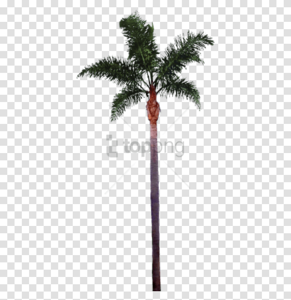 Download Hd Free Palm Tree Trunk Date Palm Photoshop, Plant, Arecaceae, Cross, Symbol Transparent Png