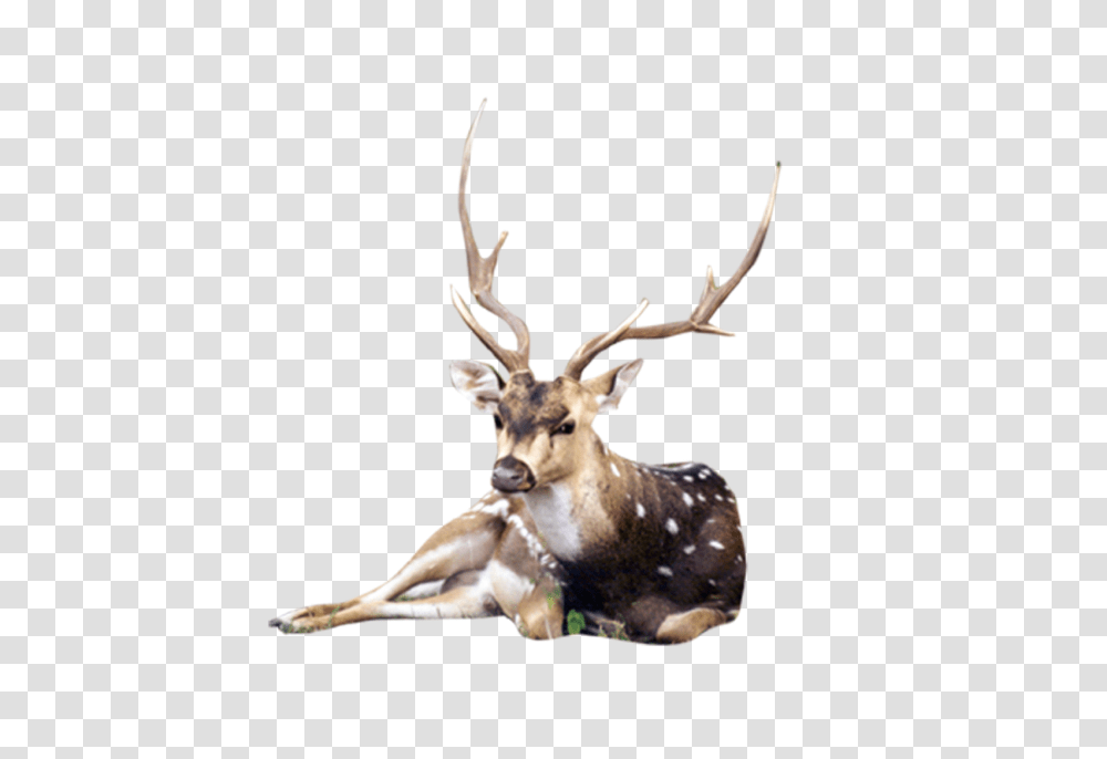 Download Hd Free Photoshop Backgrounds Templates Images Animals Background Hd, Antelope, Wildlife, Mammal, Antler Transparent Png