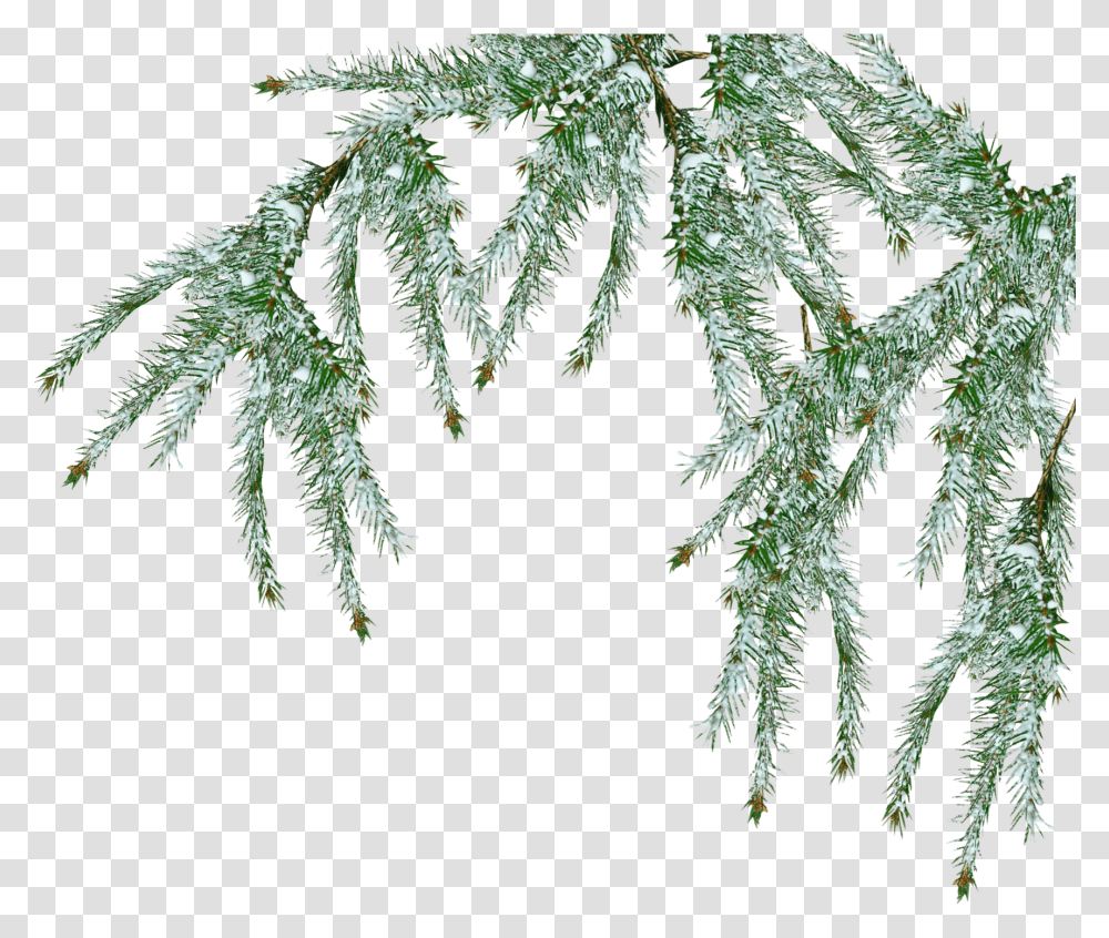 Download Hd Free Snow Tree Pine Branch Fir Tree Snow, Ice, Outdoors, Nature, Plant Transparent Png