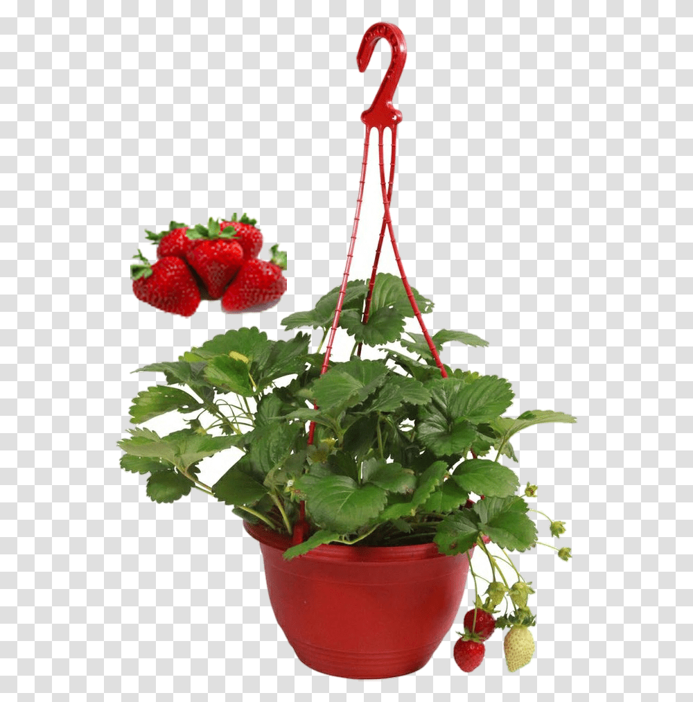 Download Hd Free Strawberry Plant Fraisiers Hiver, Flower, Blossom, Vase, Jar Transparent Png