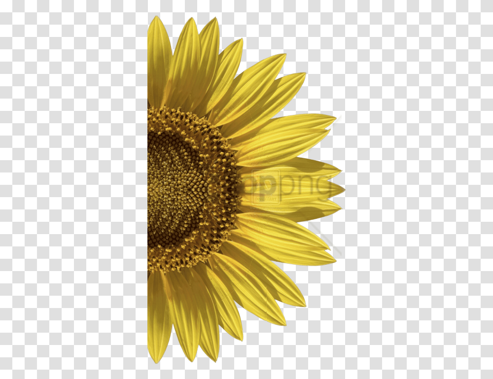 Download Hd Free Sunflower Image With Invitation, Plant, Blossom, Bird, Animal Transparent Png
