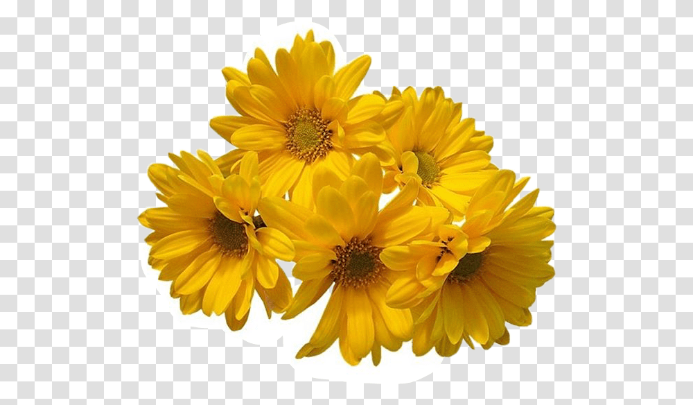 Download Hd Freetoedit Flower Daisy Yellow Flowers Background, Plant, Blossom, Daisies, Anther Transparent Png
