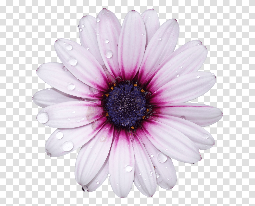 Download Hd Freetoedit Flower With Background Flower, Plant, Daisy, Daisies, Blossom Transparent Png