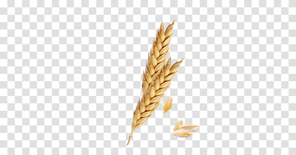Download Hd Freeuse Barley Vector Emmer, Plant, Grain, Produce, Vegetable Transparent Png