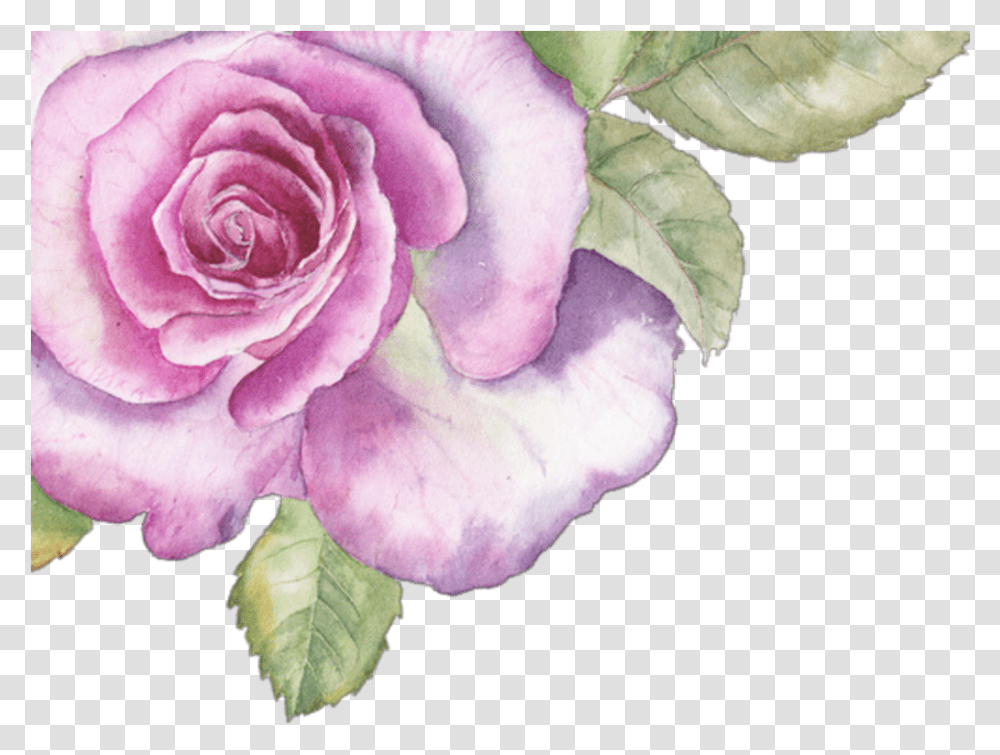 Download Hd Ftestickers Sticker Pink Purple Watercolor Purple Watercolor Flower, Plant, Rose, Blossom, Petal Transparent Png