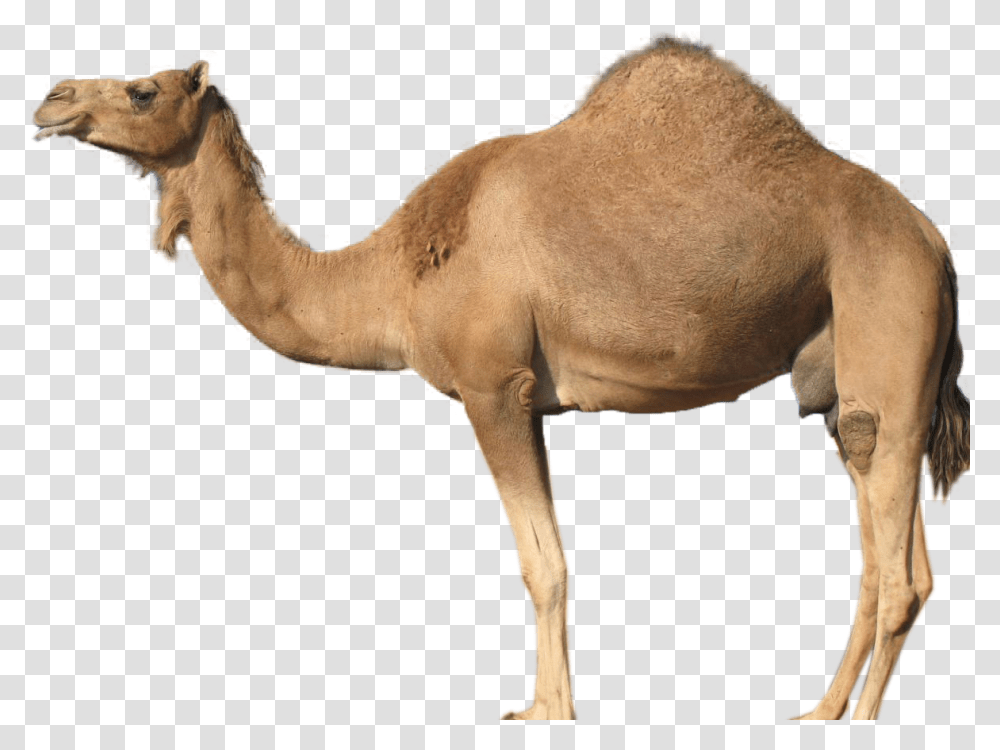 Download Hd Gallery Description Guess The Animal Camel Camel, Mammal, Horse, Antelope, Wildlife Transparent Png