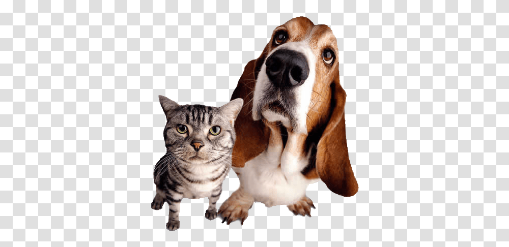 Download Hd Gato E Cachorro Pets, Animal, Hound, Dog, Canine Transparent Png