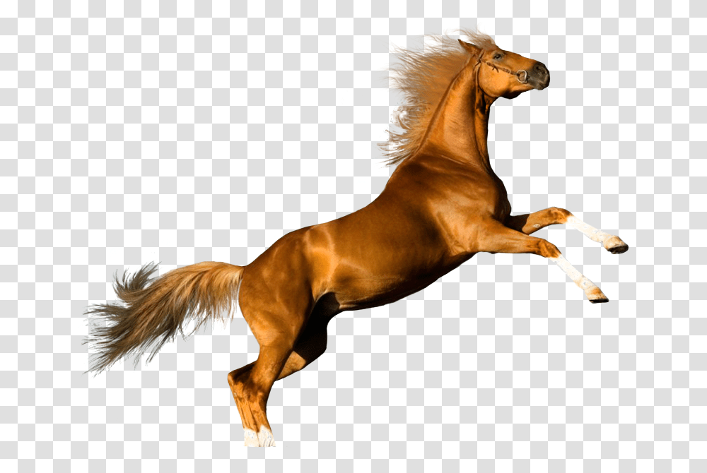 Download Hd Gato Y Caballo Horse, Mammal, Animal, Stallion, Colt Horse Transparent Png