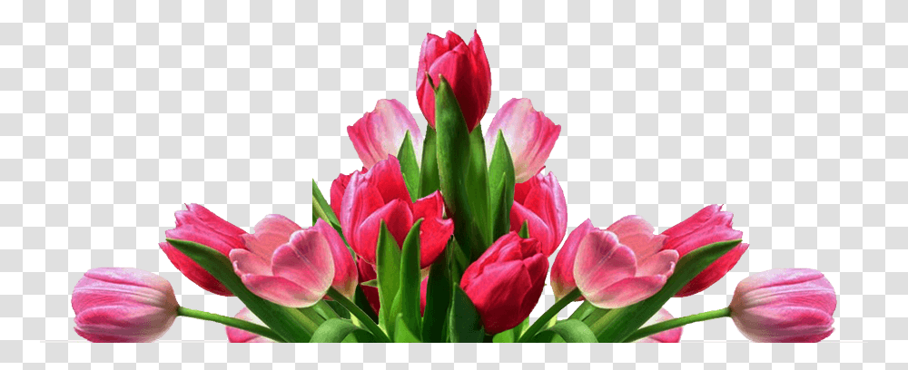 Download Hd Get Well Tulips Get Well Flower Pink Tulip Flower, Plant, Blossom, Flower Bouquet, Flower Arrangement Transparent Png