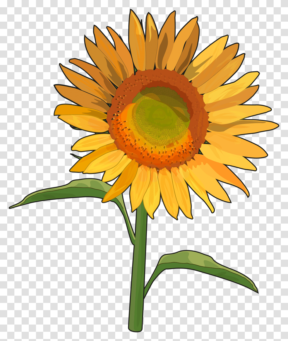 Download Hd Girasol Girasoles, Plant, Flower, Blossom, Sunflower Transparent Png