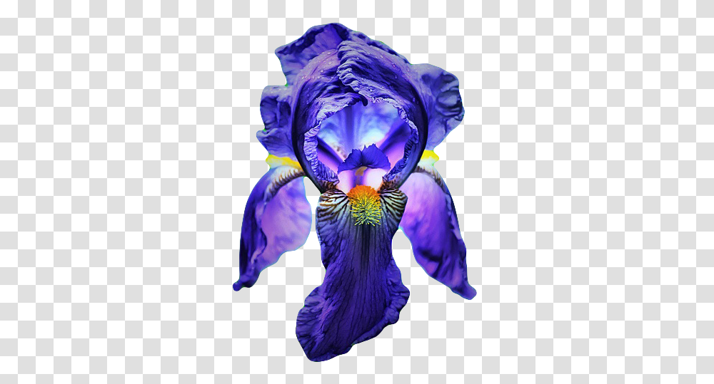 Download Hd Go To Image Still Life Photography, Iris, Flower, Plant, Blossom Transparent Png