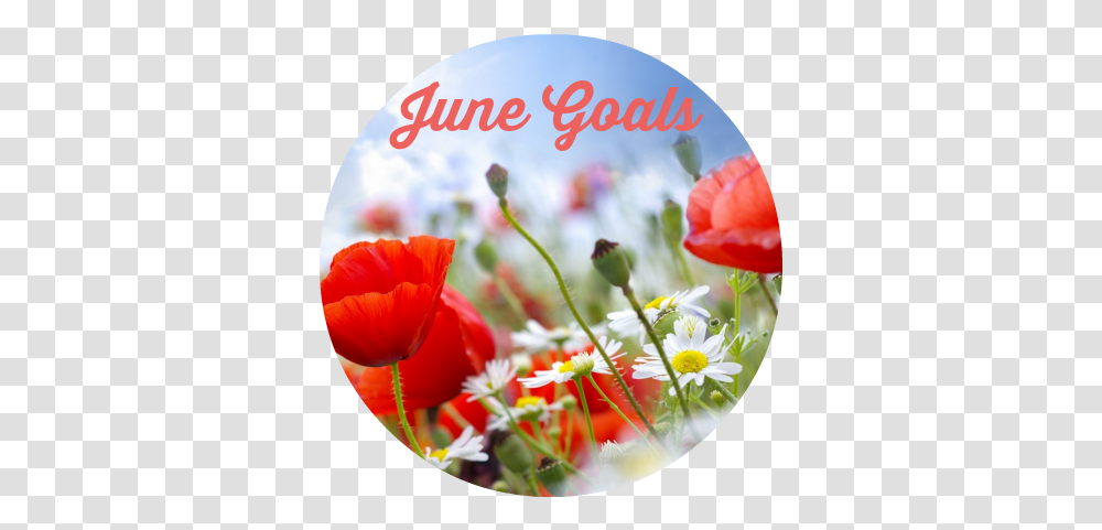 Download Hd Goals For June Designart 'lovely Red Poppies Summer Flowers, Plant, Blossom, Disk, Dvd Transparent Png