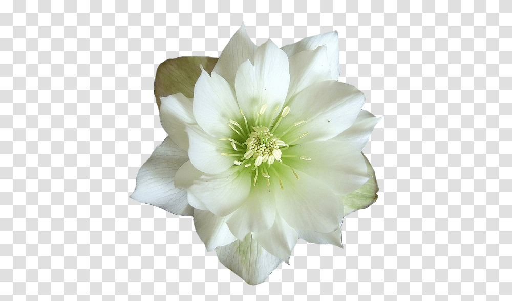 Download Hd Green And White Flower Flower Hellebore, Plant, Pollen, Blossom, Rose Transparent Png