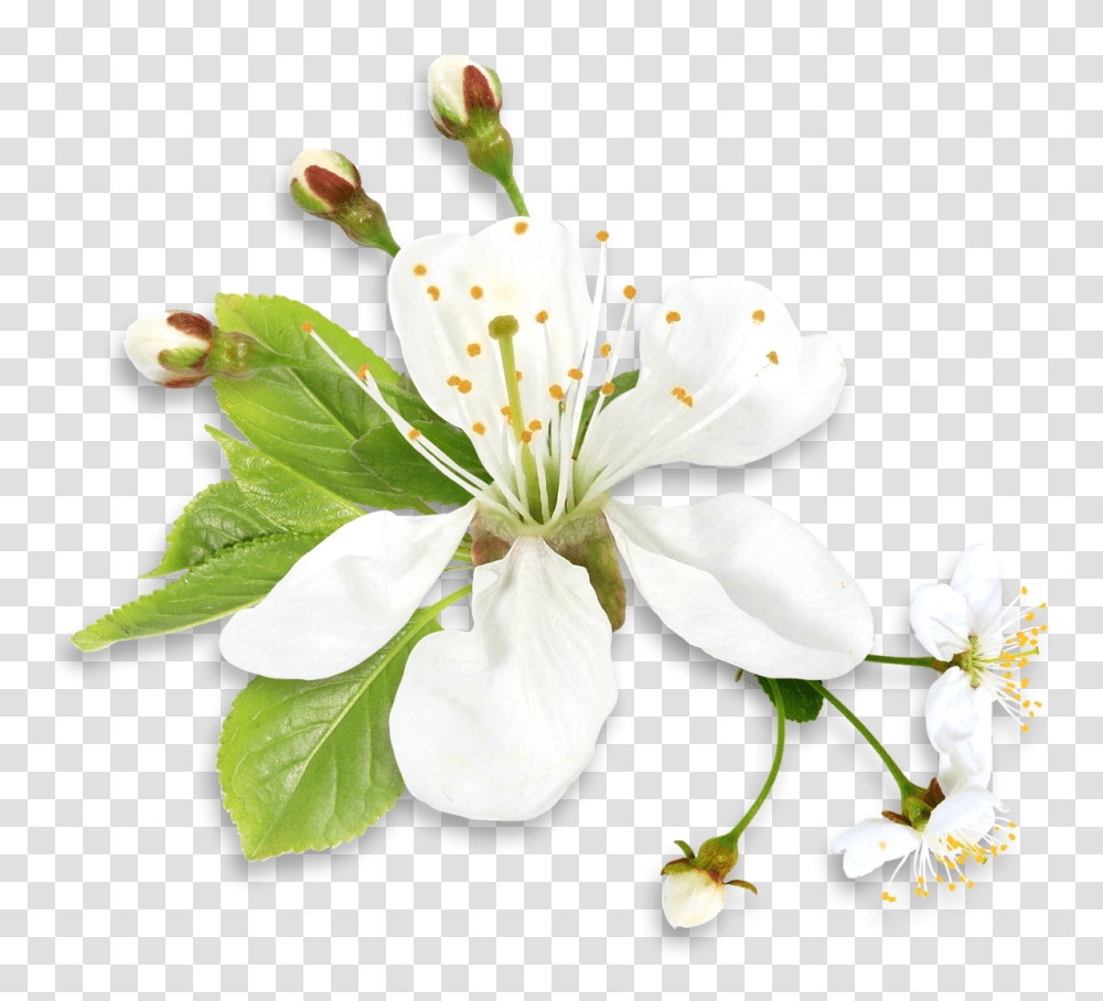 Download Hd Green Flower Background Spring White White And Green Flowers, Plant, Blossom, Anther, Petal Transparent Png