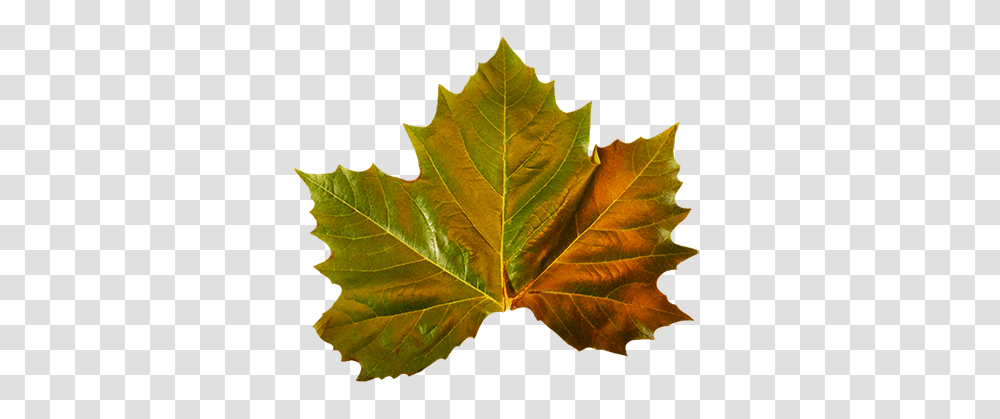 Download Hd Green Leaves Clipart Autumn Green Fall Maple Leaf, Plant, Tree, Oak, Sycamore Transparent Png