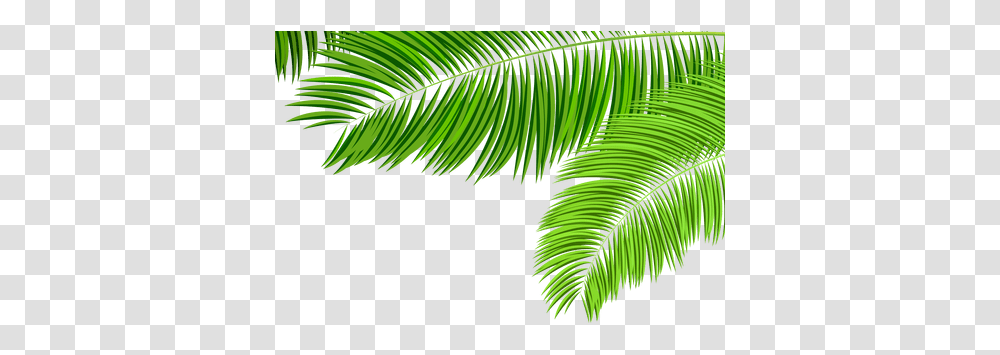 Download Hd Green Tropical Leaf K Palm Tree Leaves Images, Plant, Fern Transparent Png