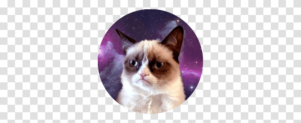 Download Hd Grumpy Cat Is So Cute That 21st Birthday Meme, Pet, Mammal, Animal, Siamese Transparent Png
