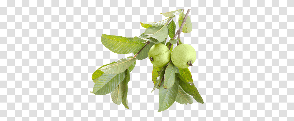 Download Hd Guava Juice Guava Tree, Leaf, Plant, Annonaceae, Fruit Transparent Png