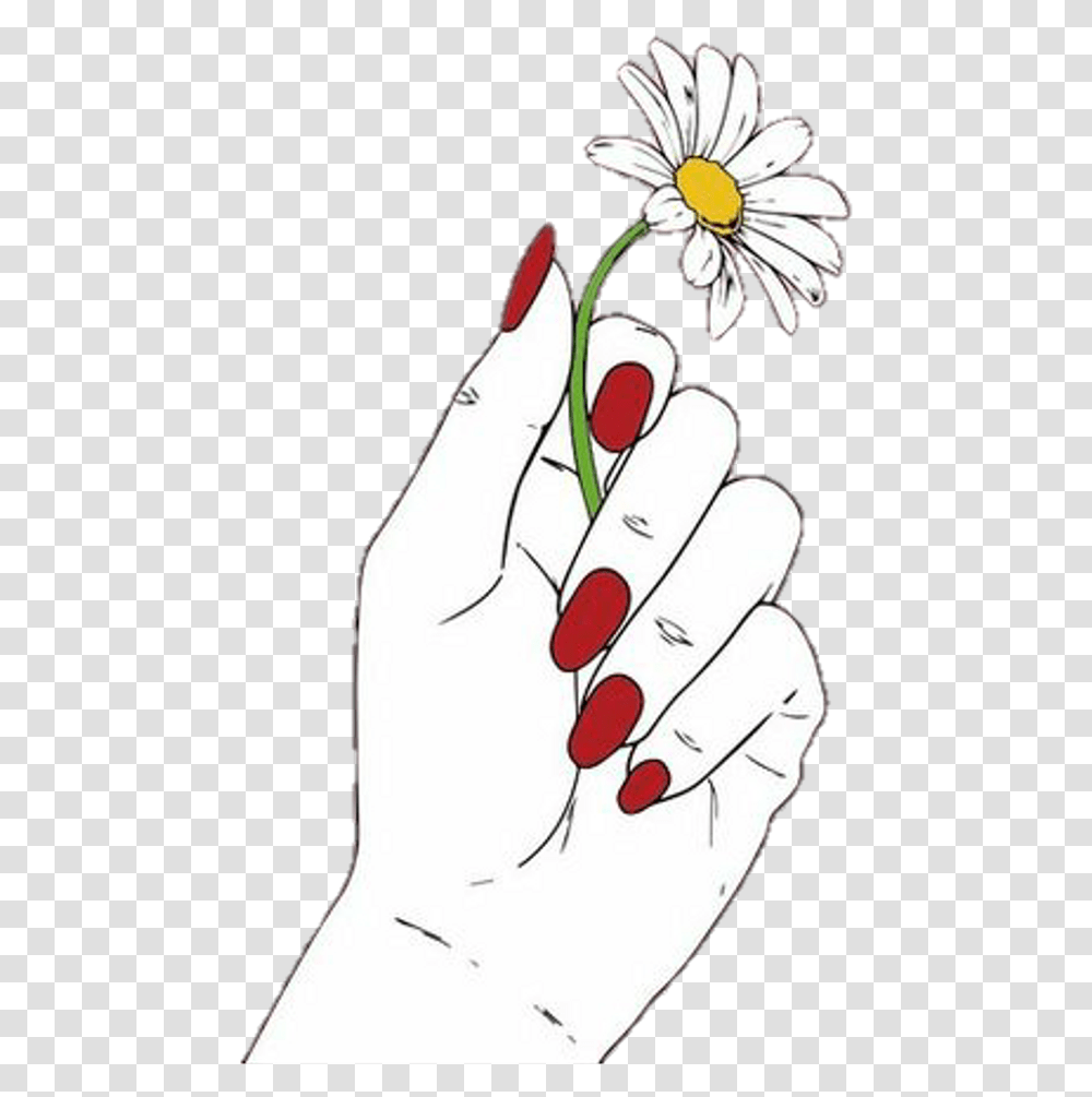 Download Hd Hand Holding Flower Drawing Oxeye Daisy, Art, Plant, Petal, Blossom Transparent Png