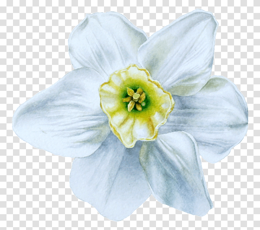 Download Hd Hand Painted Blue White Flowers Narcissus, Plant, Blossom, Daffodil, Person Transparent Png