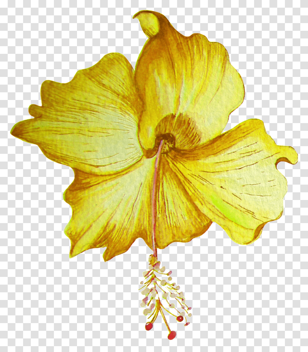 Download Hd Hand Painted Golden Hibiscus Flower Portable Network Graphics, Plant, Petal, Blossom, Anther Transparent Png