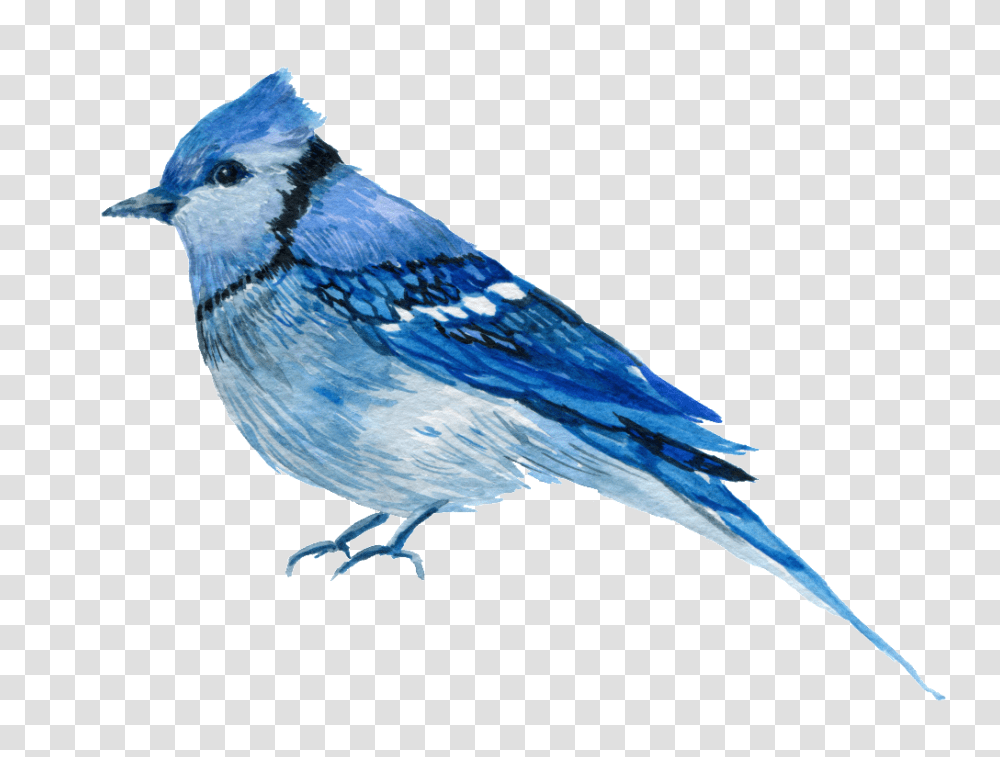 Download Hd Hand Painted One Only Aura Bird Blue Jay Bird, Animal Transparent Png