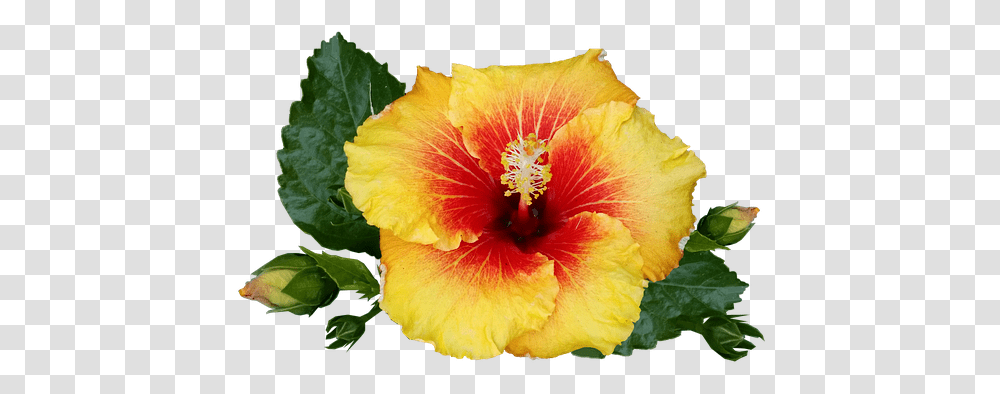 Download Hd Hibiscus Flower Tropical Plant Bloom Red Tropical Flower, Blossom, Anther Transparent Png