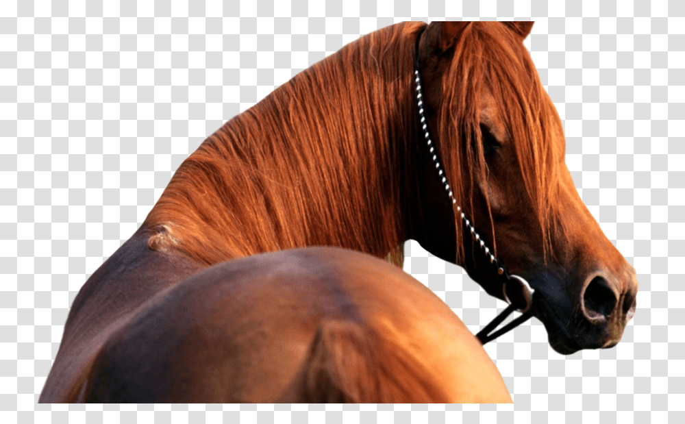Download Hd Horse Head Background Horse Head Background, Mammal, Animal, Colt Horse, Stallion Transparent Png