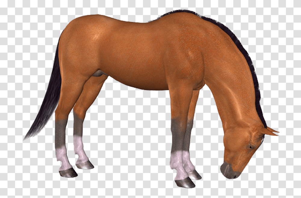 Download Hd Horse, Mammal, Animal, Colt Horse, Person Transparent Png