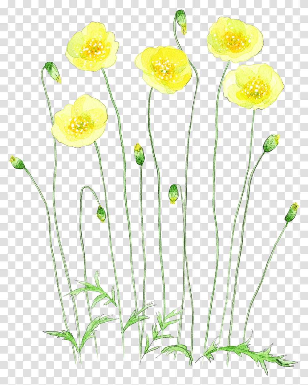 Download Hd Image Royalty Free Chamomile Drawing Watercolor Tansy, Plant, Flower, Blossom, Daffodil Transparent Png