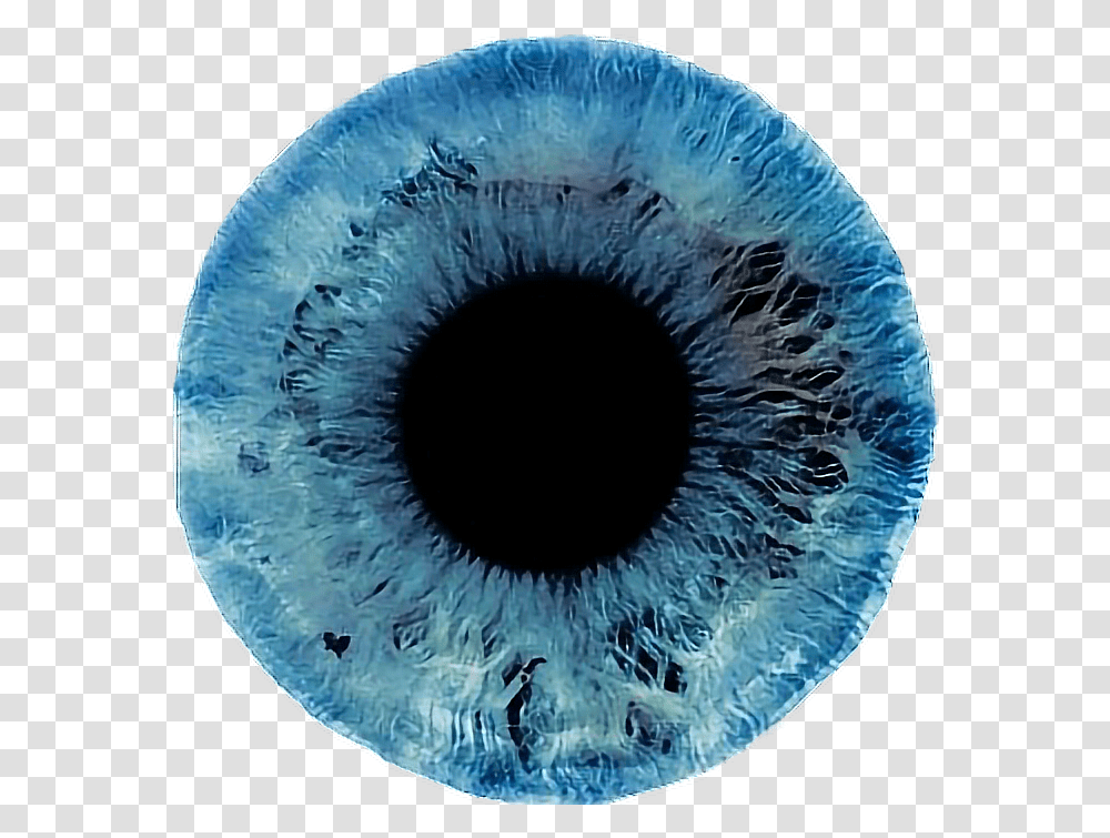 Download Hd Iris Eye Eyes Blueeyeres Light Blue Eye, Sea Life, Animal, Invertebrate, Photography Transparent Png