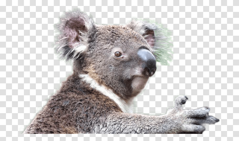 Download Hd Koala Image Koala, Wildlife, Animal, Mammal, Bear Transparent Png