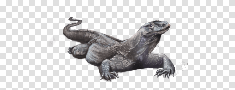 Download Hd Komodo Dragon Pic Realistic Komodo Dragon Drawing, Reptile, Animal, Bird, Dinosaur Transparent Png