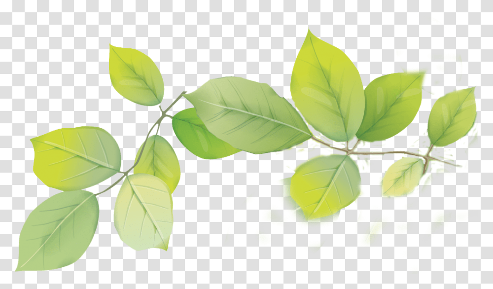 Download Hd Leafs Tree, Plant, Potted Plant, Vase, Jar Transparent Png