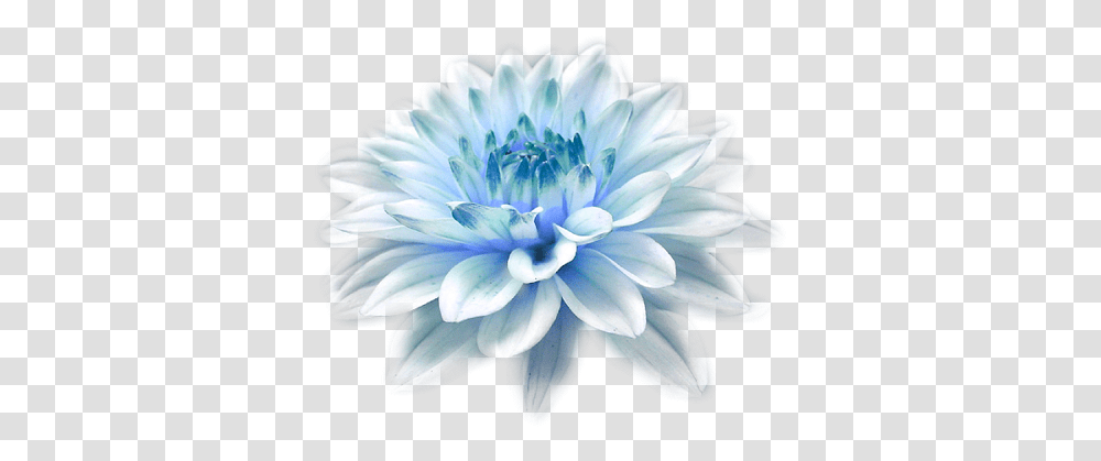 Download Hd Light Blue Flower High Resolution Facebook Cover Photo Hd, Dahlia, Plant, Blossom, Petal Transparent Png