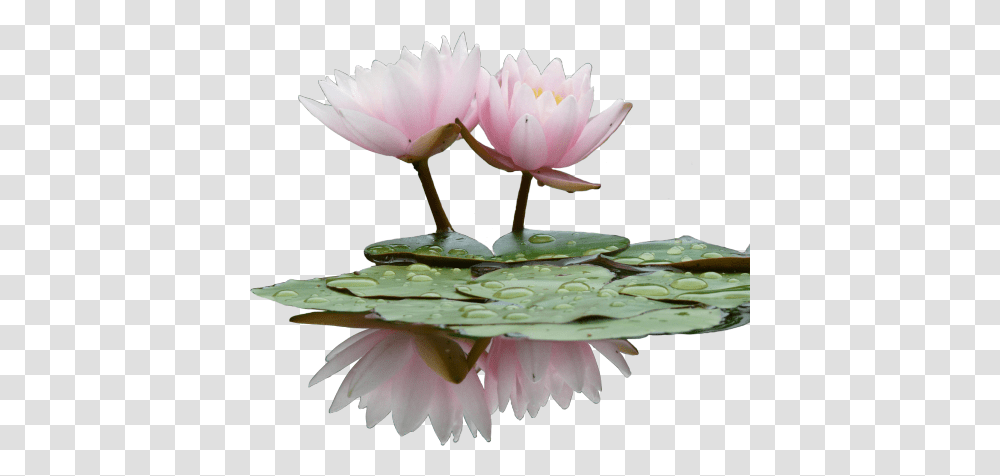 Download Hd Looks Better When You Click & Drag Flower, Plant, Lily, Blossom, Pond Lily Transparent Png