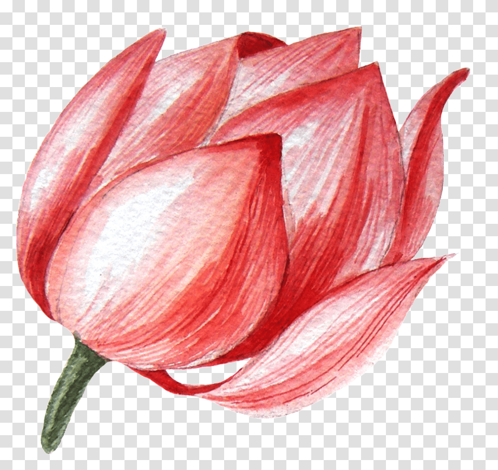 Download Hd Lotus Flower This Graphics Lotus Bud Drawing, Plant, Petal, Blossom, Rose Transparent Png