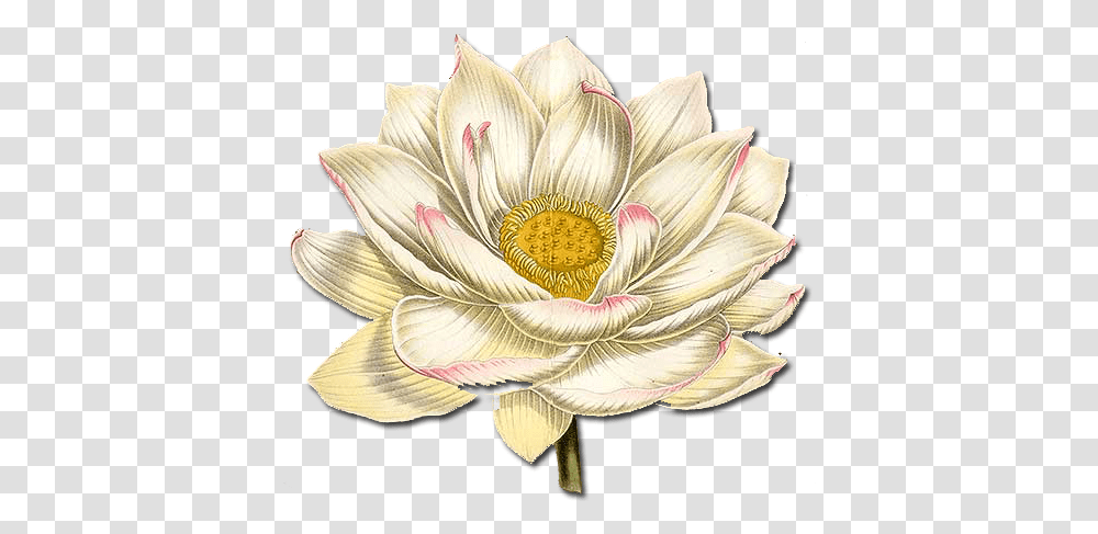 Download Hd Lotus Flower White Paper Lotus, Plant, Blossom, Dahlia, Petal Transparent Png