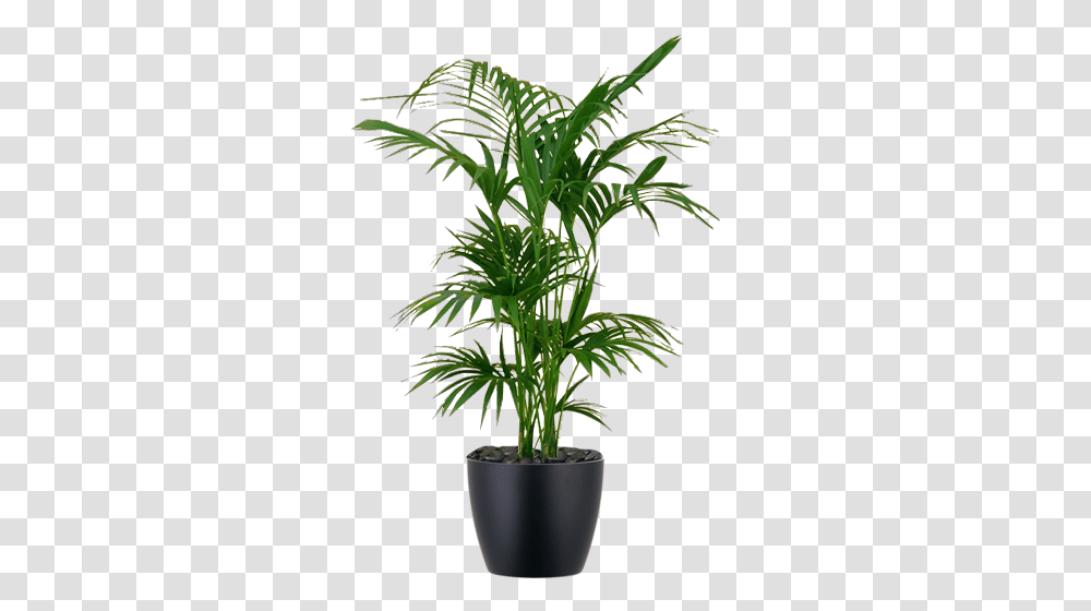 Download Hd Low Light Interior Palm Plant Kentia Kentia Indoor Background Plants, Palm Tree, Arecaceae, Green, Leaf Transparent Png