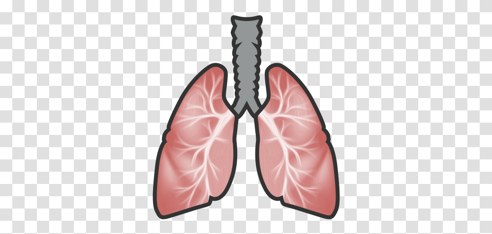 Download Hd Lungs Clip Art, X-Ray, Medical Imaging X-Ray Film, Ct Scan Transparent Png