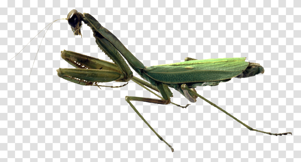 Download Hd Mantis Mantis, Insect, Invertebrate, Animal, Cricket Insect Transparent Png