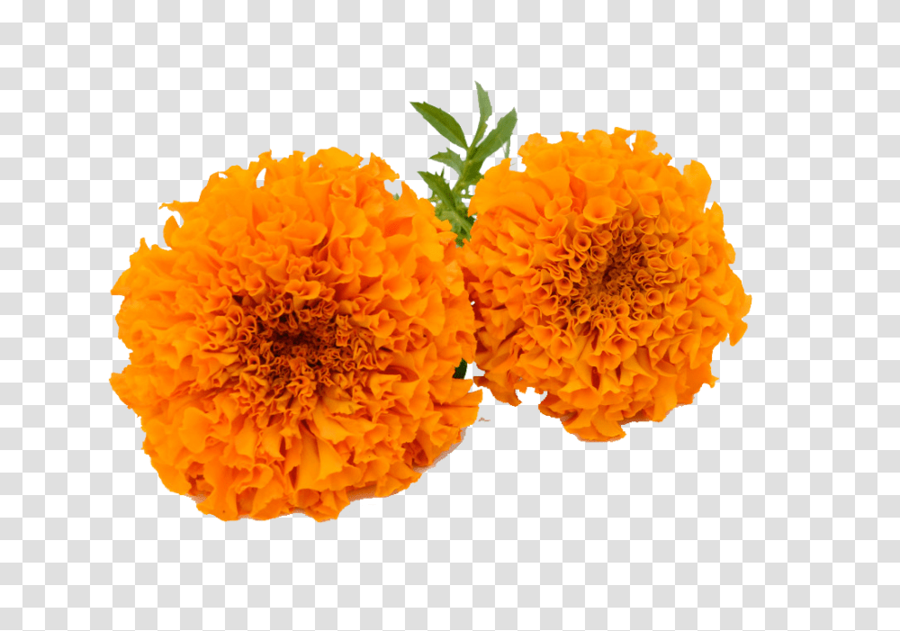 Download Hd Marigold Garland Marigold Flower Clipart Marigold Flower, Dahlia, Plant, Petal, Anther Transparent Png
