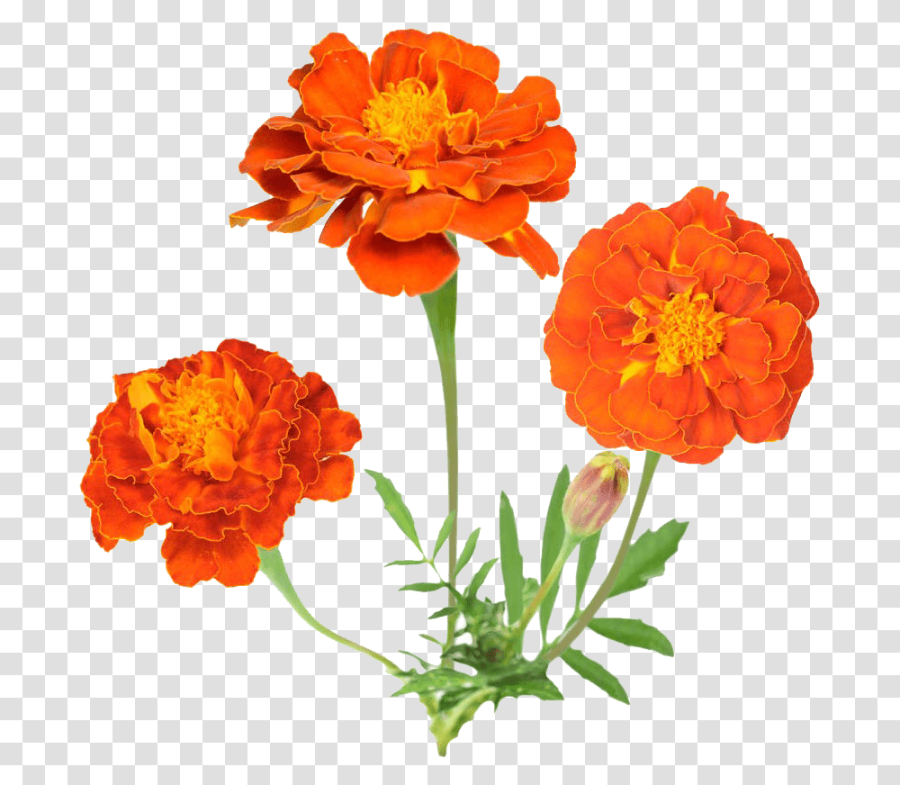 Download Hd Mexican Flowers Marigold, Plant, Blossom, Carnation, Geranium Transparent Png